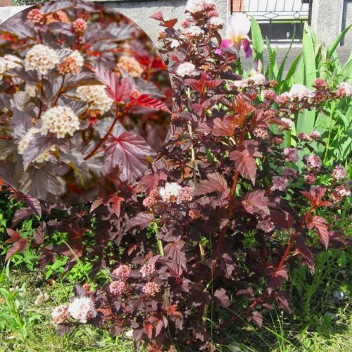 Physocarpus opulifolius 'Red Esquire' - Lodjapuulehine põisenelas 'Red Esquire' P9/0,55L